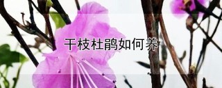 干枝杜鹃如何养,第1图