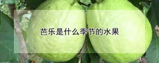 芭乐是什么季节的水果,第1图