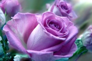紫玫瑰的花语,第2图