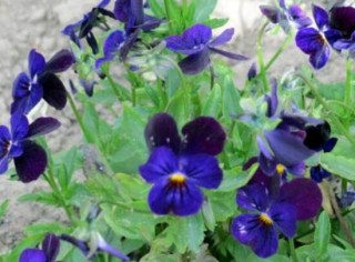 紫罗兰什么时候开花，紫罗兰不开花怎么回事,第5图