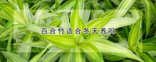 百合竹适合冬天养吗,第1图