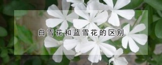 白雪花和蓝雪花的区别,第1图