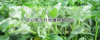 空心菜几月份播种最适合,第1图