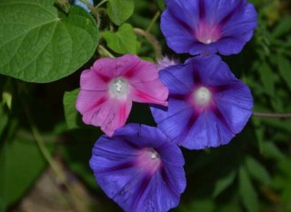 牵牛花的品种，盘点牵牛花最美的六大品种,第2图