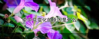 牵牛花变化的原因是什么,第1图