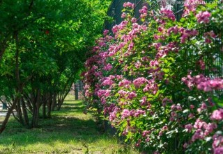 蔷薇花有毒吗，蔷薇花可以种植在室内吗,第6图