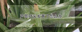 芦荟叶尖发黄了怎么办,第1图