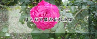 什么花不能浇硫酸亚铁,第1图