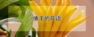 佛手的花语,第1图