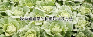 秋季娃娃菜的种植时间及方法,第1图