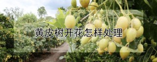 黄皮树开花怎样处理,第1图