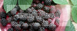 黑莓树可以盆栽吗,第1图