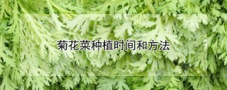 菊花菜种植时间和方法,第1图
