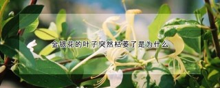 金银花的叶子突然枯萎了是为什么,第1图