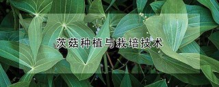 茨菇种植与栽培技术,第1图