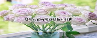 玫瑰花都有哪些颜色和品种,第1图