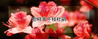 怎样养干枝杜鹃,第1图