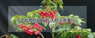盆栽樱桃种植方法和注意事项,第1图