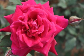 蔷薇花有几种颜色,第2图