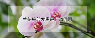 兰花根部发黑是什么原因,第1图