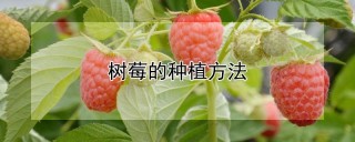 树莓的种植方法,第1图