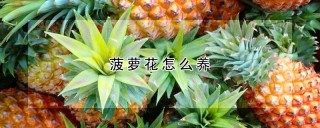 菠萝花怎么养,第1图