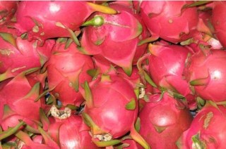火龙果是仙人掌的果实吗，两种属性绝然不同的植物,第6图