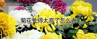 菊花长得太高了怎么办,第1图