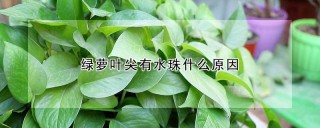 绿萝叶尖有水珠什么原因,第1图