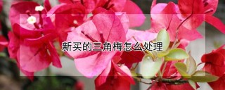 新买的三角梅怎么处理,第1图