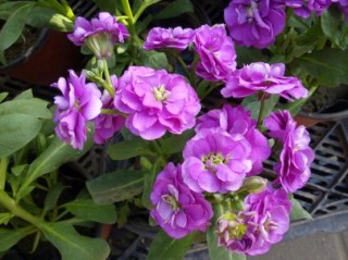 欣赏好看的紫罗兰品种及照片，淡淡的紫、幽幽的香,第5图