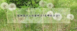 植物靠什么传播种子?有哪些方法?,第1图