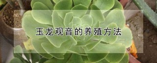 玉龙观音的养殖方法,第1图