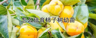 怎么培育柿子树幼苗,第1图