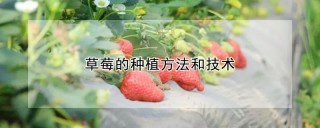 草莓的种植方法和技术,第1图