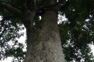 金丝楠木是什么树,第3图