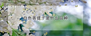 白色菩提子是什么品种,第1图