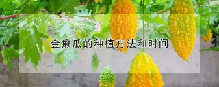 金癞瓜的种植方法和时间,第1图