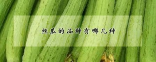 丝瓜的品种有哪几种,第1图