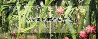 火龙果树的种植方法,第1图