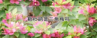 勒杜鹃是三角梅吗,第1图