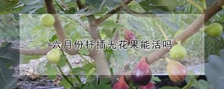 六月份扦插无花果能活吗,第1图