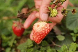 草莓长虫子怎么办,第2图