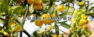 金桔树施什么肥料最好,第1图