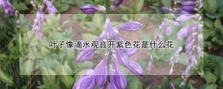 叶子像滴水观音开紫色花是什么花,第1图