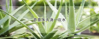 芦荟多久浇一次水,第1图