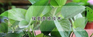 绿萝养殖技术,第1图