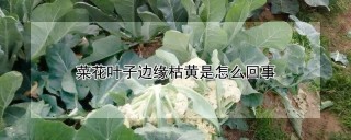 菜花叶子边缘枯黄是怎么回事,第1图