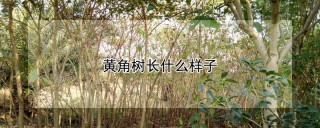 黄角树长什么样子,第1图