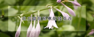 北方庭院耐寒低矮花卉,第1图